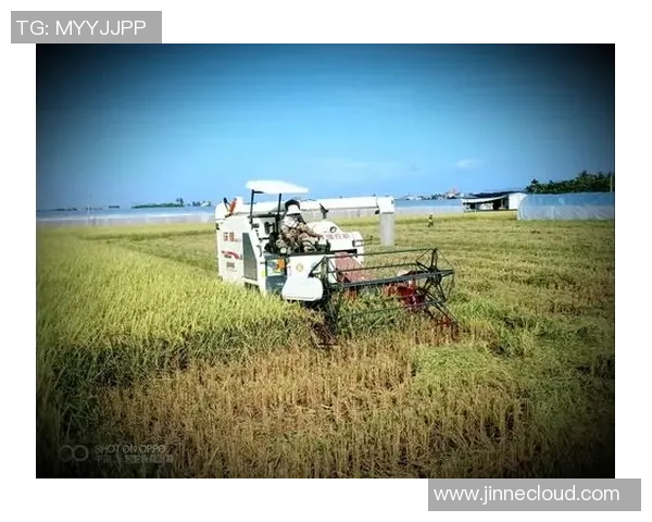 焦泊乔的传奇人生与时代变迁的交织探索